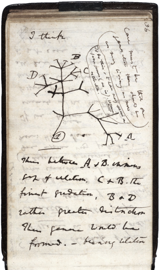 From Darwin's 1837 "B" notebook