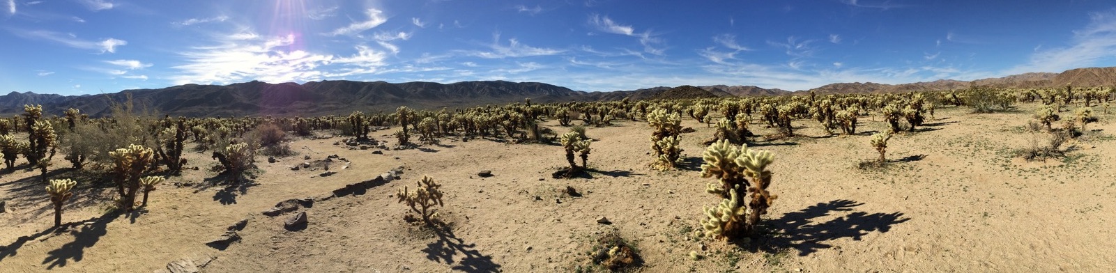 Photo of Cactus Garden, Joshua Tree National Park