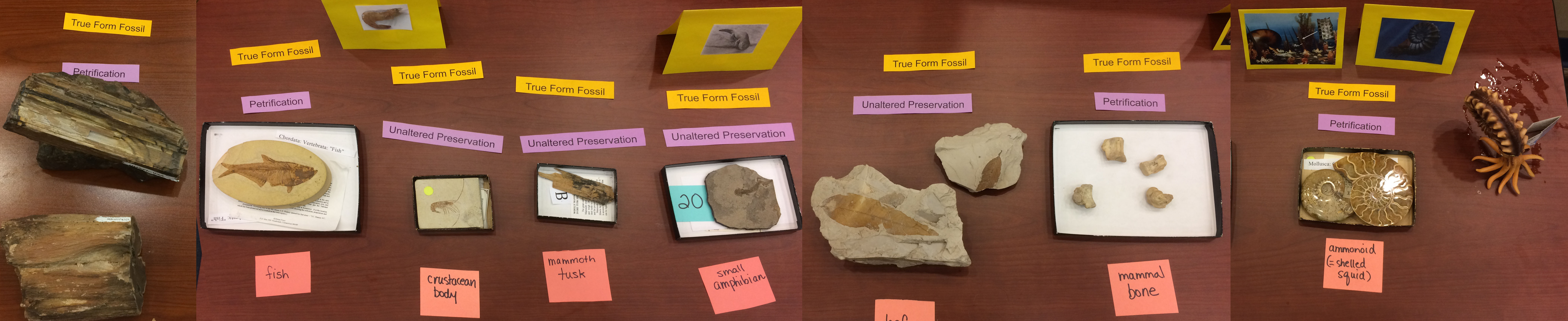 Some of the fossils on display in lecture on Jan. 24, 2019